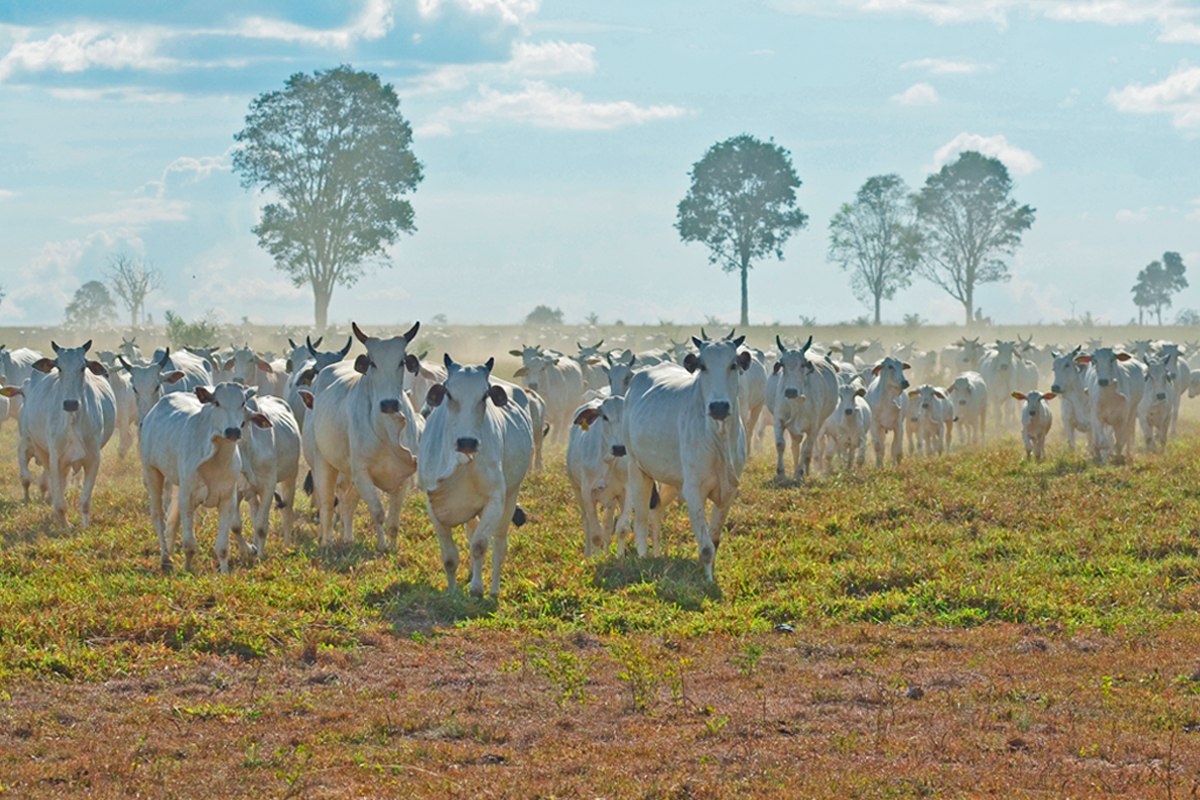 Quinta-feira de grandes oportunidades no Leilão Fazenda Estrela do Guaporé